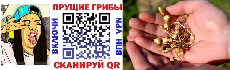 Псилоцибиновые грибы Psilocybe  как найти закладки  Неман 
